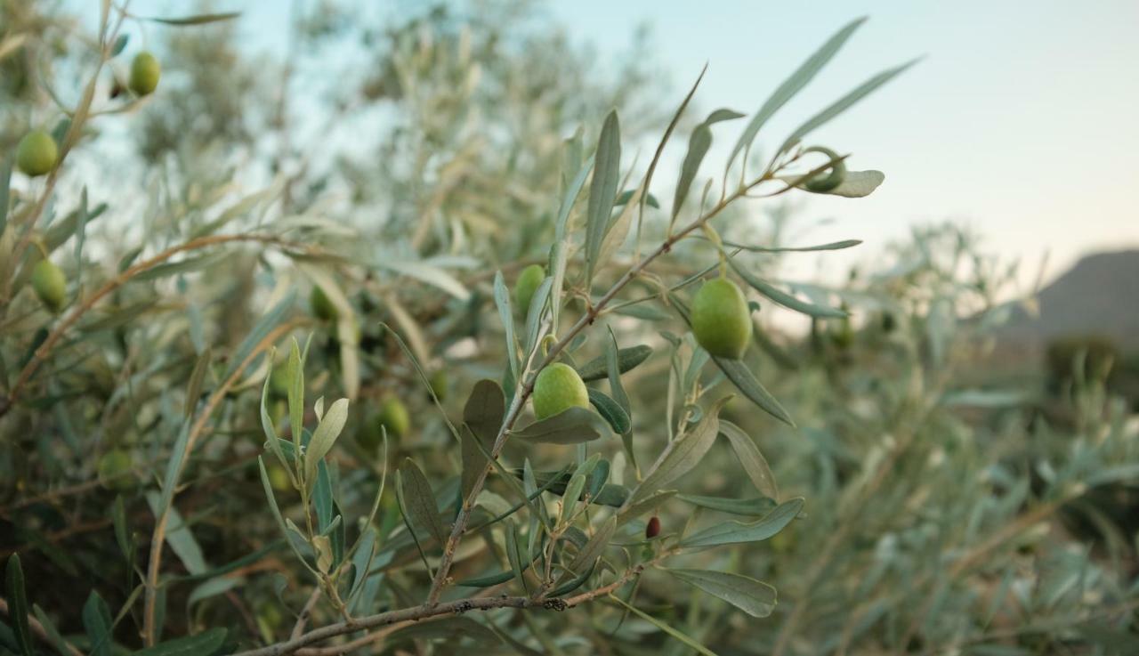 아나비소스 Olive Grove 게스트하우스 외부 사진